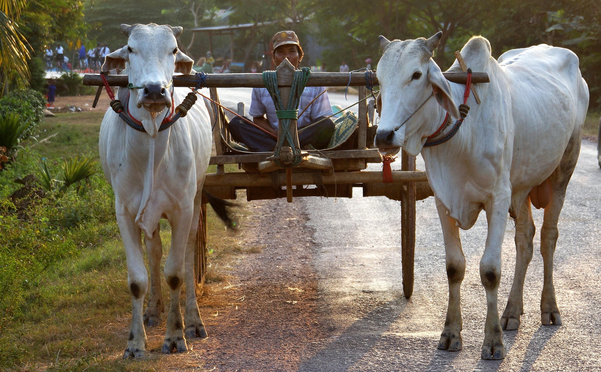 a farner on an oxcart in Canbodia